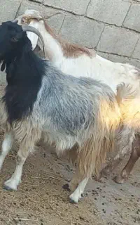 بره نر و ماده . دو تا بز ابستن