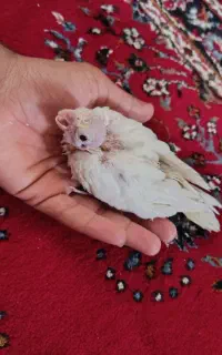 عروس هلندی