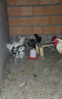 مرغ و خروس گلین