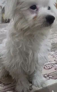 سگ، سرحال
