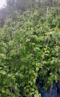 نهالستان نمونه