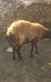 قوچ ترکی