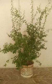 درختچه انار زینتی سبز و پربار