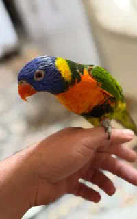 طوطی لوری رنگین کمان سخنگو ‌کینگ‌