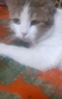 گربه