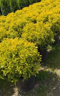 نیروی کار در گلخانه