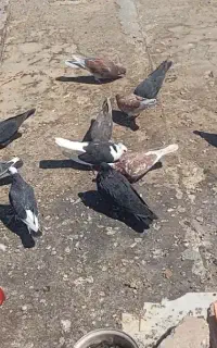 کبوتر