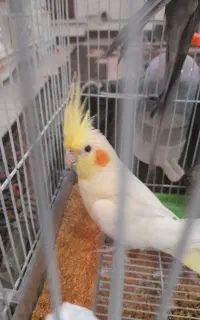 سلام دوعددعروس هلندی