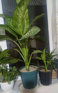 فروش گل دیفن باخیا