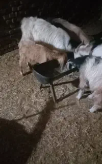گوسفند زنده