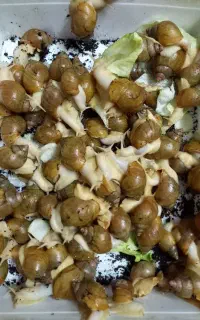 فروش حلزون آلبینو
