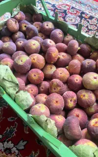 انجیر کوهی