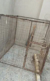 قفس