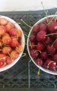 گیلاس وآلبالو