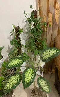 استخدام نیرو جهت نظافت منزل