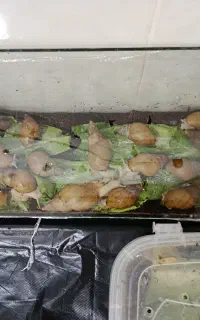 حلزون آلبینو