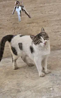 واگذاری گربه مهربون رایگان