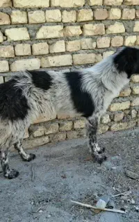 سگ قدرجونی  توله