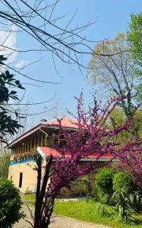کلبه جنگلی جاده ماسوله