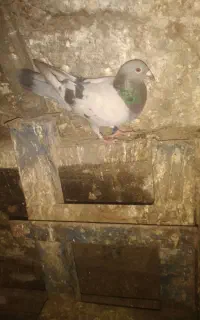 یک کپوترنر درجه یک جون
