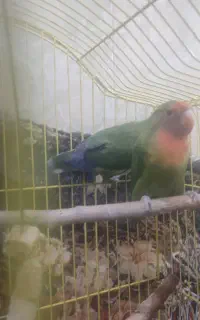 پرند