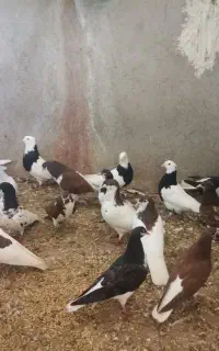 کبوتر