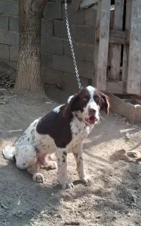 نر شکاری یکساله