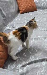 واگذاری بچه گربه