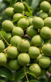 فروش نهال گردو خوشه‌ای در قیدار، باردهی خوشه‌ای
