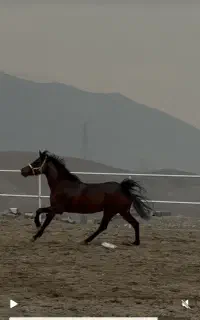 اسب مادیون کرد ۴ ساله ، کره سیلمی سیاوش رستمی