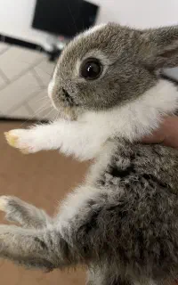 توله خرگوش نر بندر