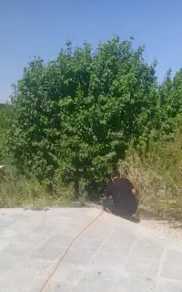 علف زنی