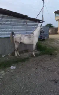 اسب درگ