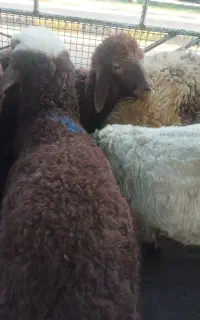 بره