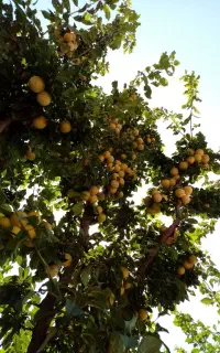 آلوچه طلایی