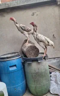 ۲عدد مرغ اوشامو جوان