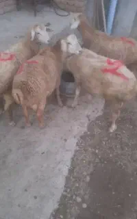 بره نر