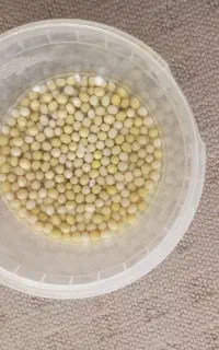 حلزون و تخم حلزون