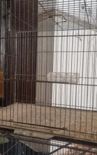 قفس پرنده به همراه وسایل همراه