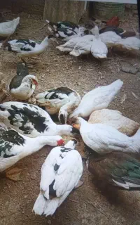 اردک خارجی نر و ماده