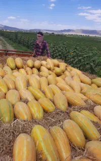 خربزه درجه یک جوین