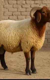 (قصاب) ذبح گوسفند در شهرضا