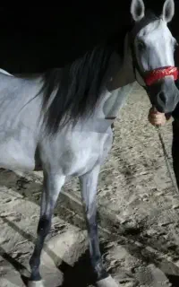 فروش مادیان
