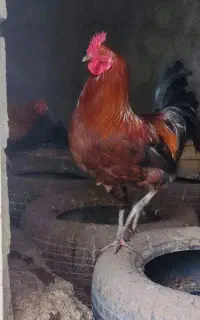 ۴ تا خروس