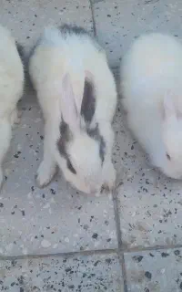 خرگوش با اندازه ها مختلف