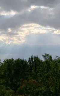 خرید انواع چوب درختان باغات به صورت نقدی
