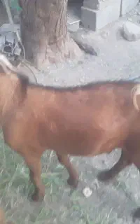 فروش فوری کهرنره