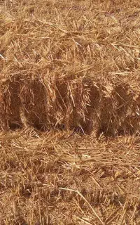 پرس کلش