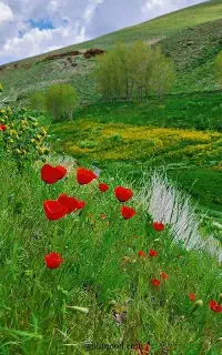 کمپ و طبیعت گردی