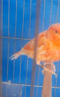 ی جفت قناری قرمز